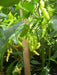 PEPPER SEED- Aribibi Gusano' Caterpillar Pepper'  (Capsicum chinense) Heirloom from Bolivia. - Caribbean garden seed