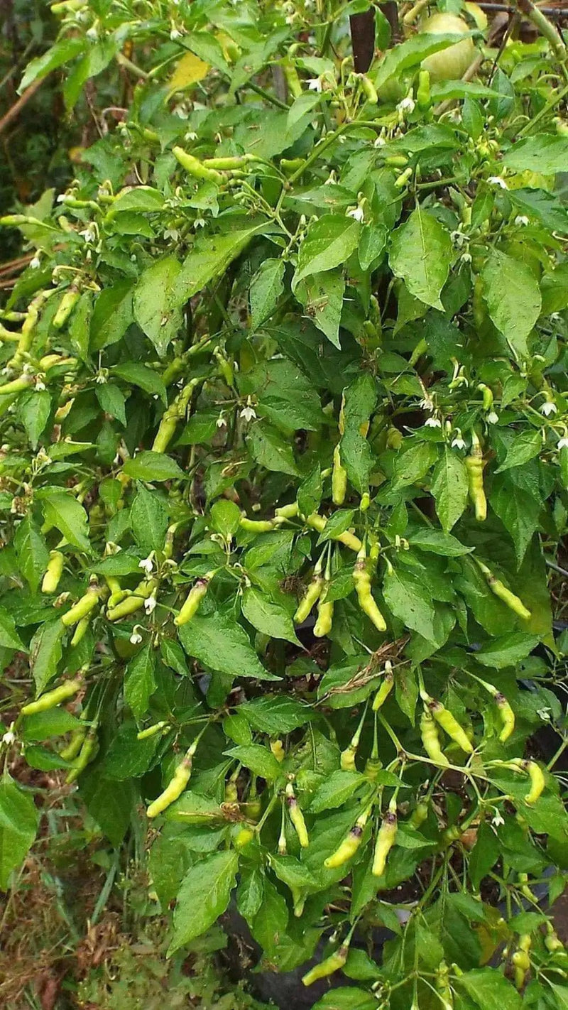 PEPPER SEED- Aribibi Gusano' Caterpillar Pepper'  (Capsicum chinense) Heirloom from Bolivia. - Caribbean garden seed