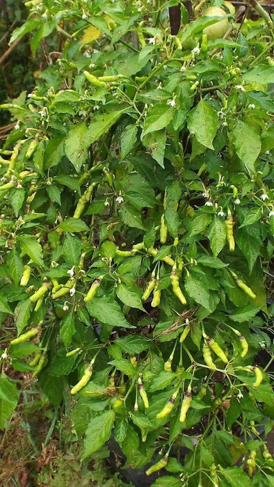 PEPPER SEED- Aribibi Gusano' Caterpillar Pepper'  (Capsicum chinense) Heirloom from Bolivia. - Caribbean garden seed
