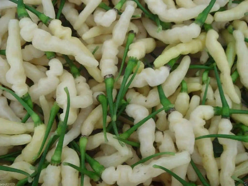 PEPPER SEED- Aribibi Gusano' Caterpillar Pepper'  (Capsicum chinense) Heirloom from Bolivia. - Caribbean garden seed