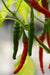 Cayenne SWEET, Pepper Seeds -Capsicum annuum - Caribbean garden seed