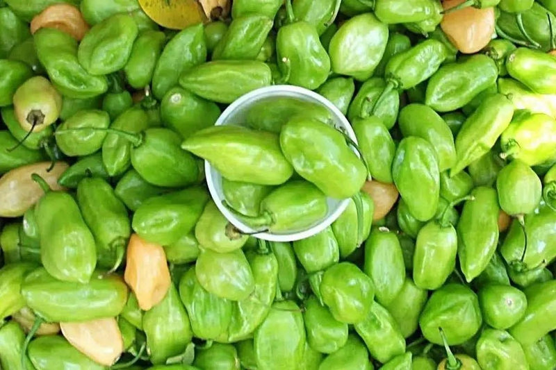 Cheiro do Norte, Seeds (Capsicum chinense),Smell Pepper - Caribbean garden seed