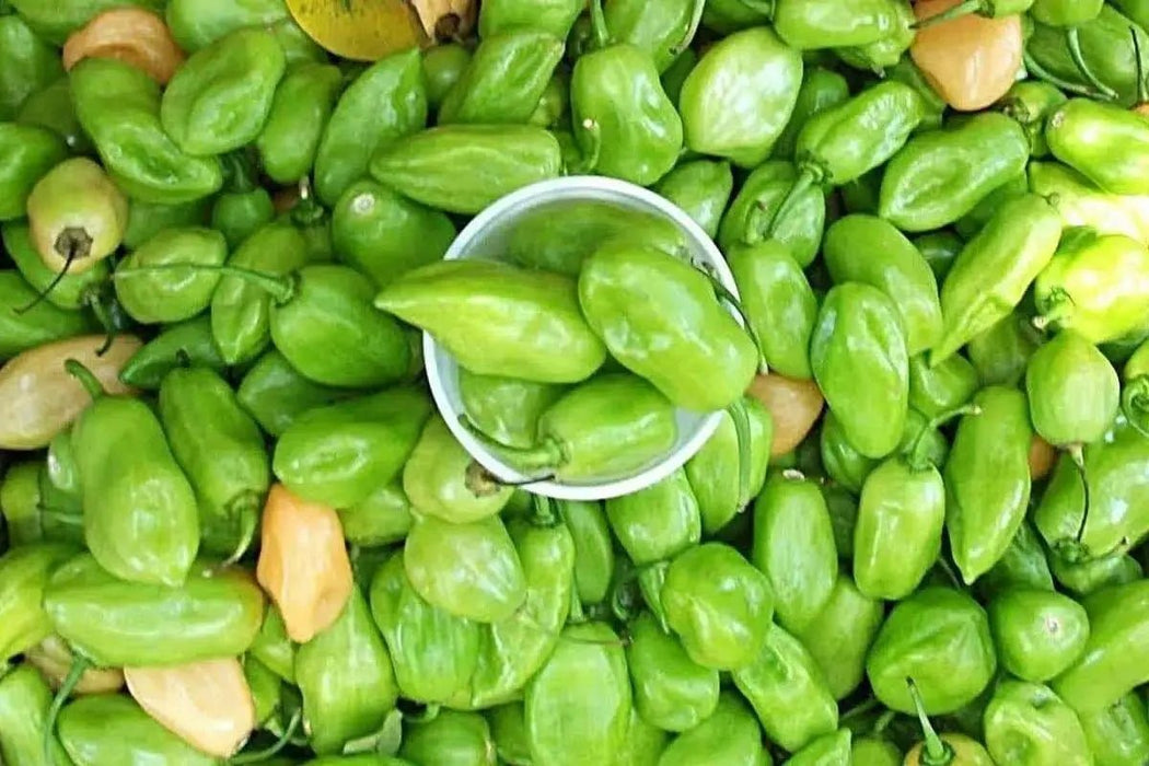 Cheiro do Norte, Seeds (Capsicum chinense),Smell Pepper - Caribbean garden seed