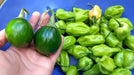 Cheiro do Norte, Seeds (Capsicum chinense),Smell Pepper - Caribbean garden seed
