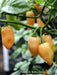 Cheiro do Norte, Seeds (Capsicum chinense),Smell Pepper - Caribbean garden seed