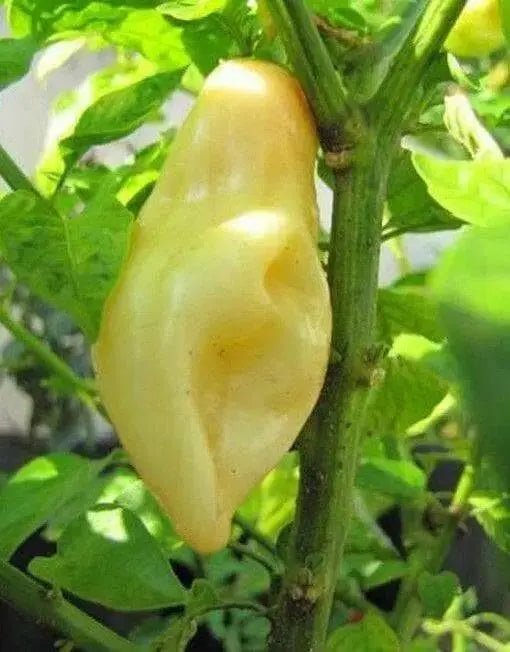 Cheiro do Norte, Seeds (Capsicum chinense),Smell Pepper - Caribbean garden seed