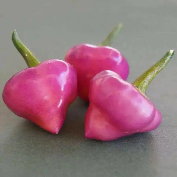 Cheiro Roxa PEPPER,Seeds (Capsicum chinense) - Caribbean garden seed
