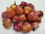 Cheiro Roxa PEPPER,Seeds (Capsicum chinense) - Caribbean garden seed