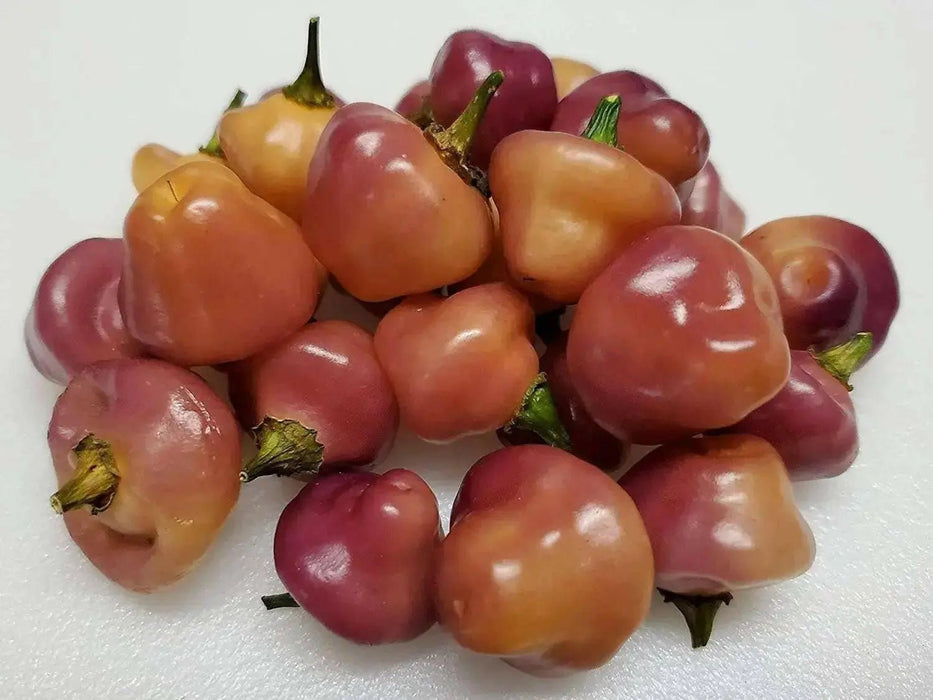Cheiro Roxa PEPPER,Seeds (Capsicum chinense) - Caribbean garden seed