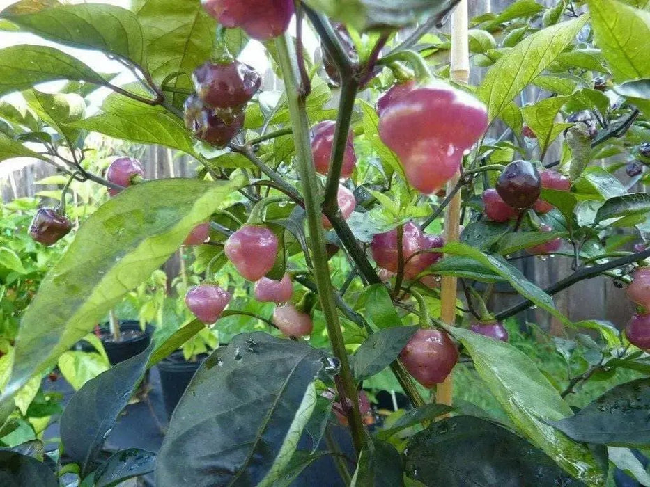 Cheiro Roxa PEPPER,Seeds (Capsicum chinense) - Caribbean garden seed