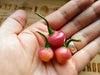 Cheiro Roxa PEPPER,Seeds (Capsicum chinense) - Caribbean garden seed