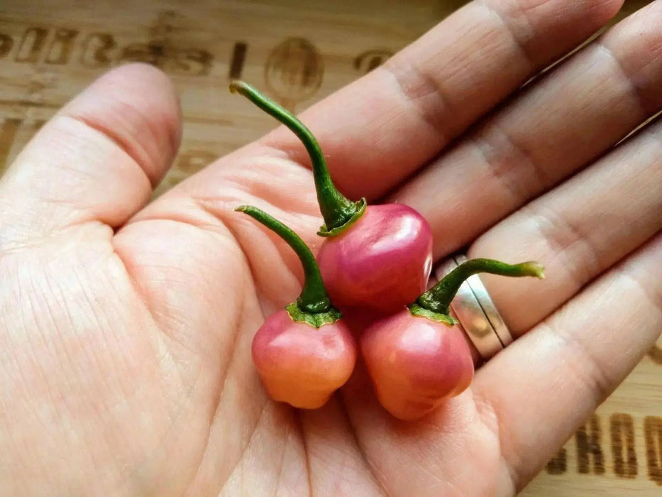 Cheiro Roxa PEPPER,Seeds (Capsicum chinense) - Caribbean garden seed