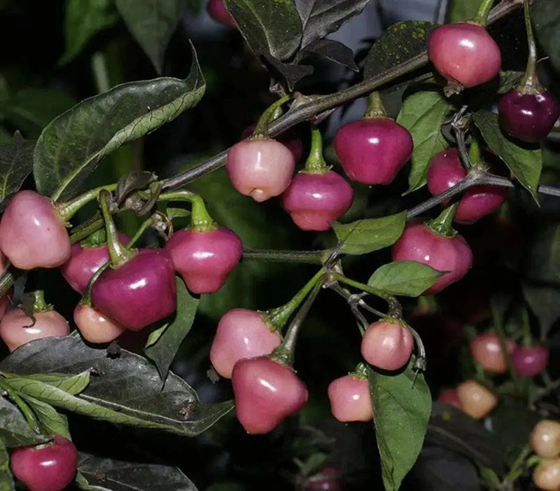 Cheiro Roxa PEPPER,Seeds (Capsicum chinense) - Caribbean garden seed