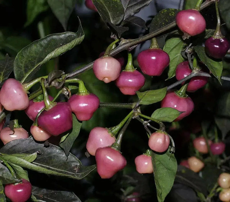 Cheiro Roxa PEPPER,Seeds (Capsicum chinense) - Caribbean garden seed