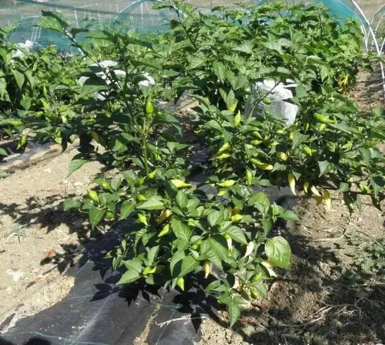 Pepper Seeds - Coyote zan white (Capsicum chinense) - Caribbean garden seed