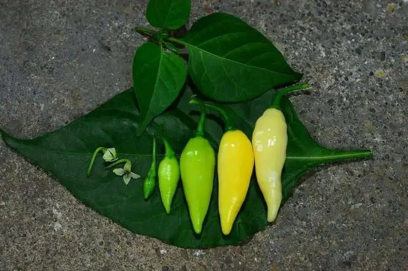 Pepper Seeds - Coyote zan white (Capsicum chinense) - Caribbean garden seed