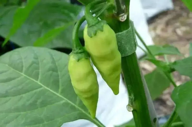 Pepper Seeds - Coyote zan white (Capsicum chinense) - Caribbean garden seed
