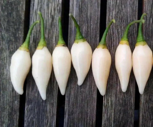 Pepper Seeds - Coyote zan white (Capsicum chinense) - Caribbean garden seed