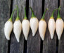 Pepper Seeds - Coyote zan white (Capsicum chinense) - Caribbean garden seed