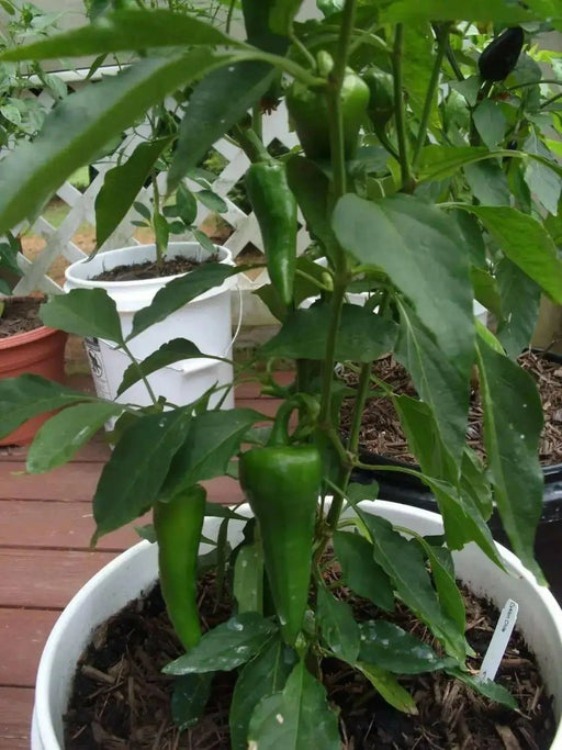 Cyklon PEPPER SEEDS" aka Red hot Polish Paprika - Caribbean garden seed
