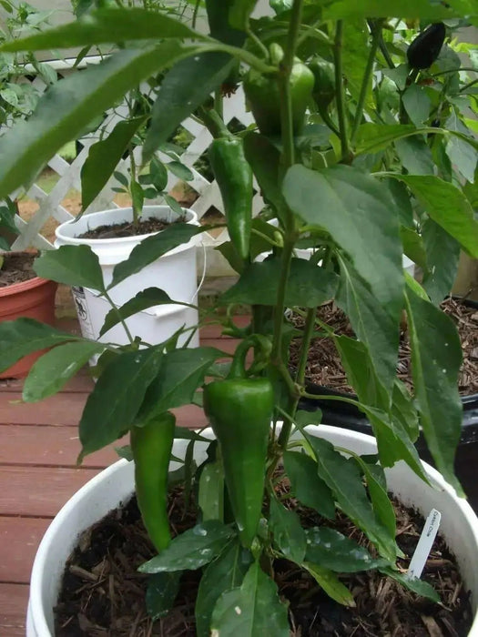 Cyklon PEPPER SEEDS" aka Red hot Polish Paprika - Caribbean garden seed