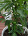 Cyklon PEPPER SEEDS" aka Red hot Polish Paprika - Caribbean garden seed