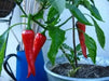 Cyklon PEPPER SEEDS" aka Red hot Polish Paprika - Caribbean garden seed