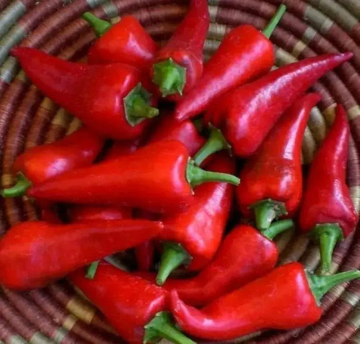 Cyklon PEPPER SEEDS" aka Red hot Polish Paprika - Caribbean garden seed