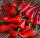 Cyklon PEPPER SEEDS" aka Red hot Polish Paprika - Caribbean garden seed