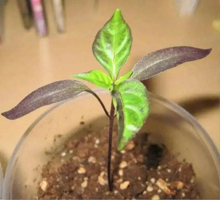 czech black Hot Pepper ,Capsicum annuum,SEEDS - Caribbean garden seed