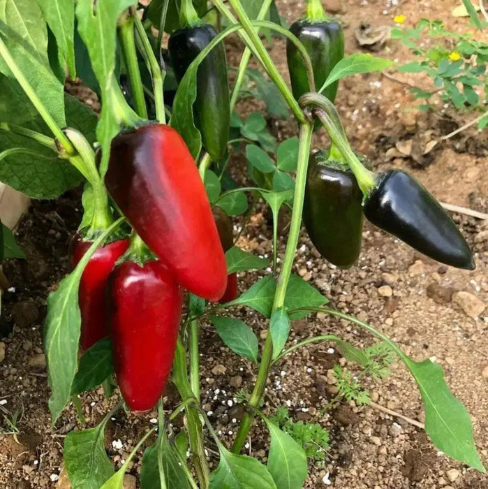 czech black Hot Pepper ,Capsicum annuum,SEEDS - Caribbean garden seed
