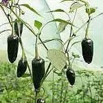 czech black Hot Pepper ,Capsicum annuum,SEEDS - Caribbean garden seed