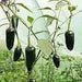 czech black Hot Pepper ,Capsicum annuum,SEEDS - Caribbean garden seed