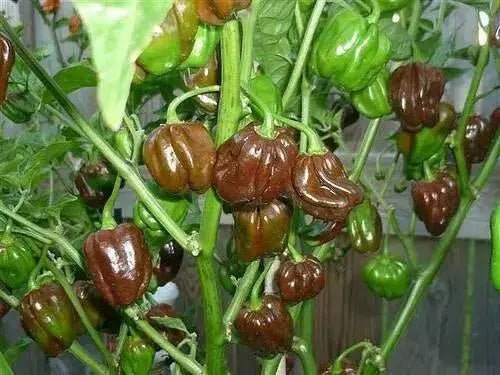 FOODARAMA Scotch Bonnet -CHOCOLATE (Capsicum chinense) PEPPER SEEDS - Caribbean garden seed