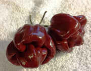 FOODARAMA Scotch Bonnet -CHOCOLATE (Capsicum chinense) PEPPER SEEDS - Caribbean garden seed