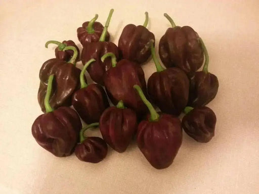 FOODARAMA Scotch Bonnet -CHOCOLATE (Capsicum chinense) PEPPER SEEDS - Caribbean garden seed