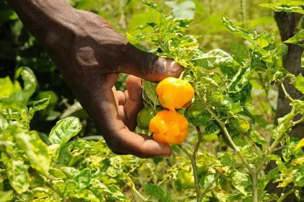 FOODARAMA Yellow Scotch Bonnet  (Capsicum chinense) PEPPER SEEDS - Caribbean garden seed
