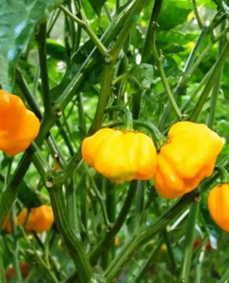 FOODARAMA Yellow Scotch Bonnet  (Capsicum chinense) PEPPER SEEDS - Caribbean garden seed