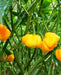 FOODARAMA Yellow Scotch Bonnet  (Capsicum chinense) PEPPER SEEDS - Caribbean garden seed