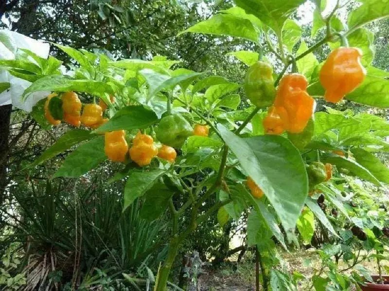 FOODARAMA Yellow Scotch Bonnet  (Capsicum chinense) PEPPER SEEDS - Caribbean garden seed
