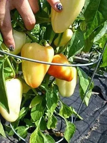 Pepper SEEDS ,Hungarian Sweet Paprika (Capsicum annuum) - Caribbean garden seed