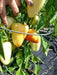 Pepper SEEDS ,Hungarian Sweet Paprika (Capsicum annuum) - Caribbean garden seed