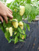 Pepper SEEDS ,Hungarian Sweet Paprika (Capsicum annuum) - Caribbean garden seed