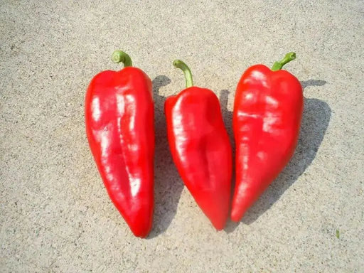 Pepper SEEDS ,Hungarian Sweet Paprika (Capsicum annuum) - Caribbean garden seed