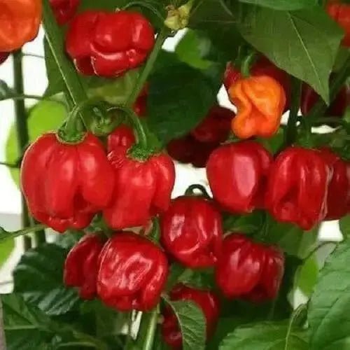 St Martin (Scotch Bonnet), Pepper Seeds, Capsicum chinense , Hot. - Caribbean garden seed