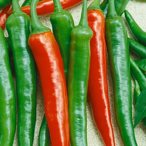 Pepper Seeds -Korean hot ( Wa Mae Wo - Yeori Gochu )  Capsicum annuum - Asian vegetables CARIBBEAN GARDEN SEED