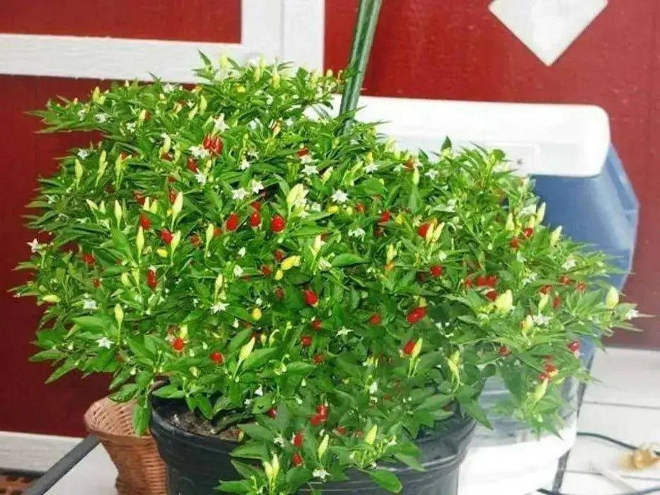 Little Elf Hot Pepper SEEDS ( Capsicum annuum ) - Caribbean garden seed