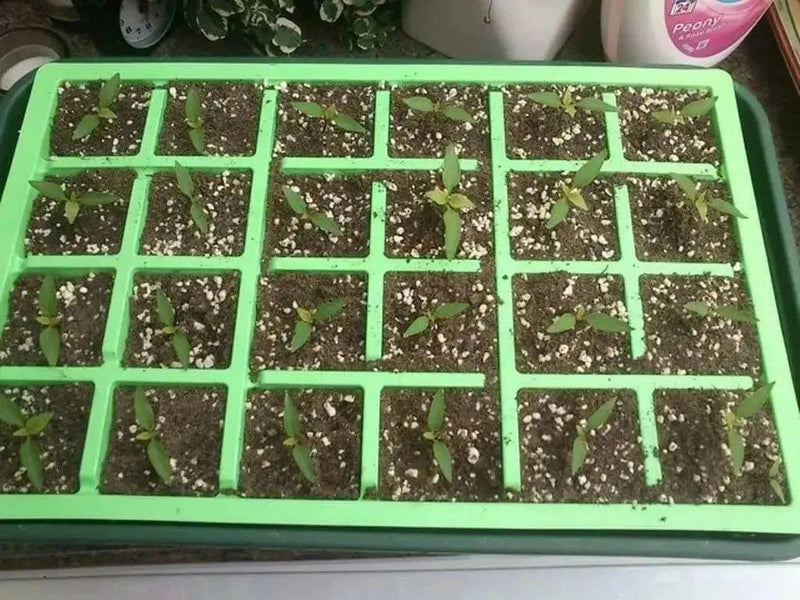 Little Elf Hot Pepper SEEDS ( Capsicum annuum ) - Caribbean garden seed