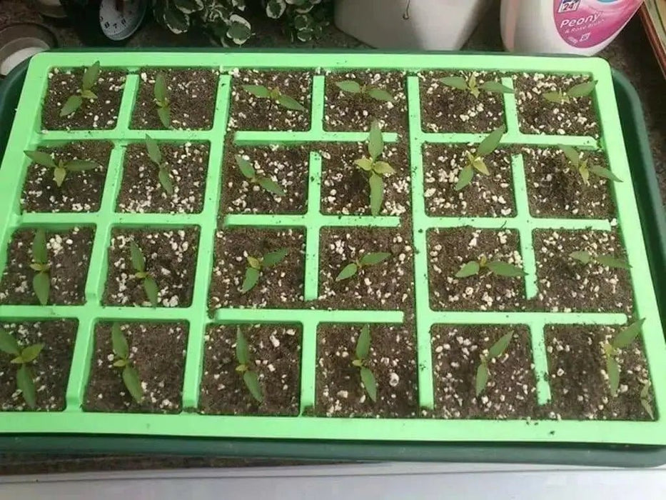 Little Elf Hot Pepper SEEDS ( Capsicum annuum ) - Caribbean garden seed