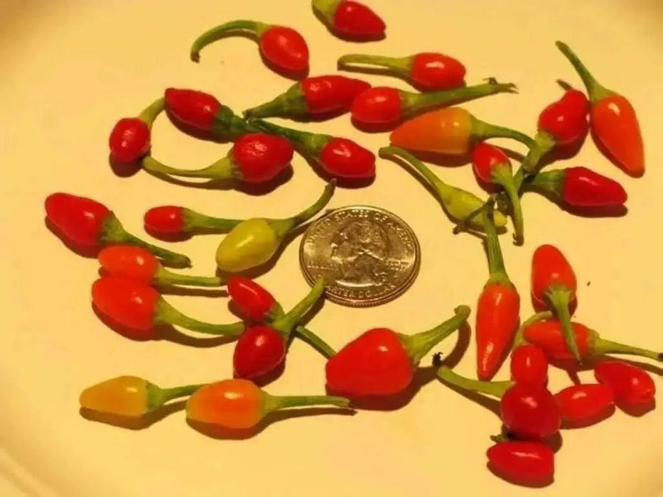 Little Elf Hot Pepper SEEDS ( Capsicum annuum ) - Caribbean garden seed